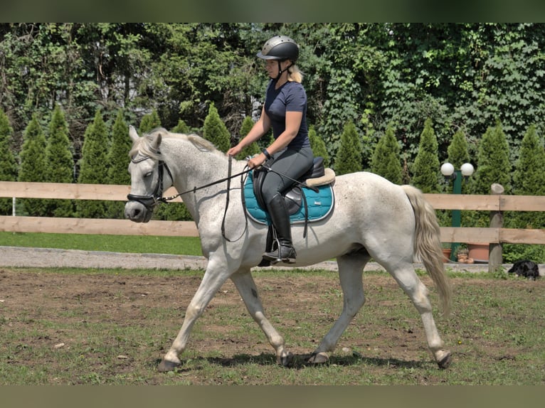 Más ponis/caballos pequeños Mestizo Caballo castrado 7 años 144 cm Tordo picazo in Spratzern