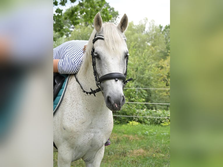 Más ponis/caballos pequeños Mestizo Caballo castrado 7 años 144 cm Tordo picazo in Spratzern