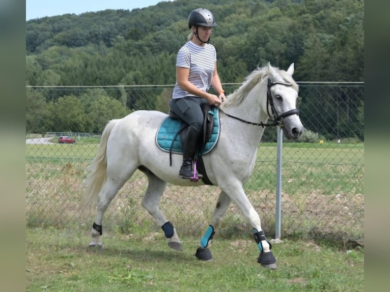 Más ponis/caballos pequeños Mestizo Caballo castrado 7 años 144 cm Tordo picazo in Spratzern