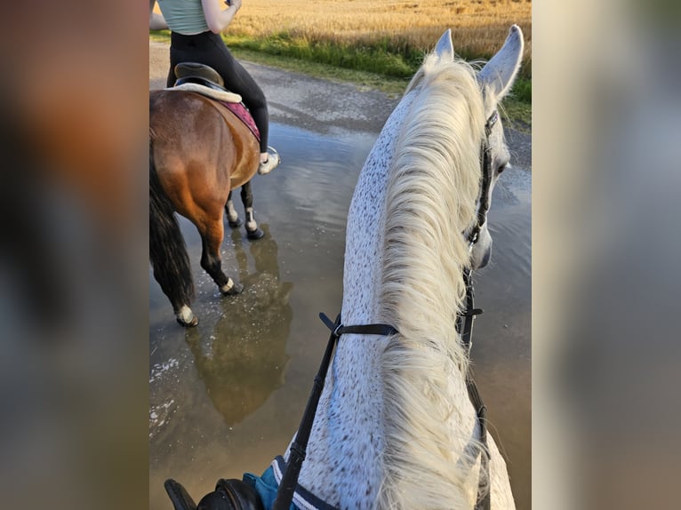 Más ponis/caballos pequeños Mestizo Caballo castrado 7 años 144 cm Tordo picazo in Spratzern