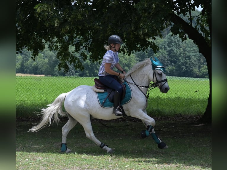 Más ponis/caballos pequeños Mestizo Caballo castrado 7 años 144 cm Tordo picazo in Spratzern