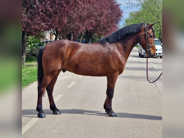 Más ponis/caballos pequeños Caballo castrado 7 años 145 cm Castaño in Deggendorf