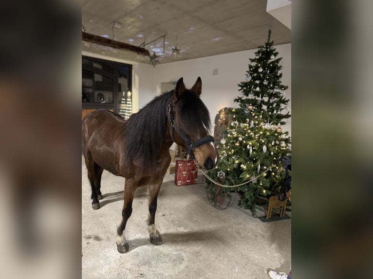 Más ponis/caballos pequeños Mestizo Caballo castrado 7 años 145 cm Castaño in HülbenHülben