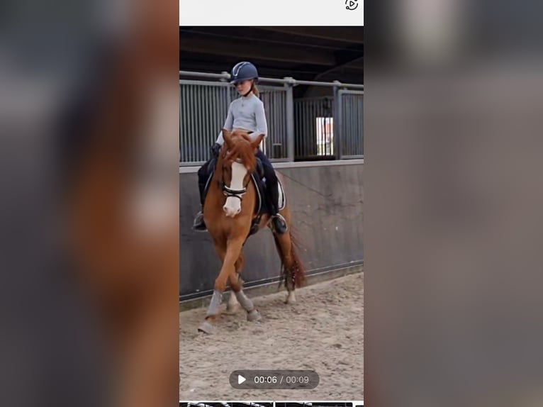 Más ponis/caballos pequeños Caballo castrado 7 años 147 cm Alazán in Montfoort
