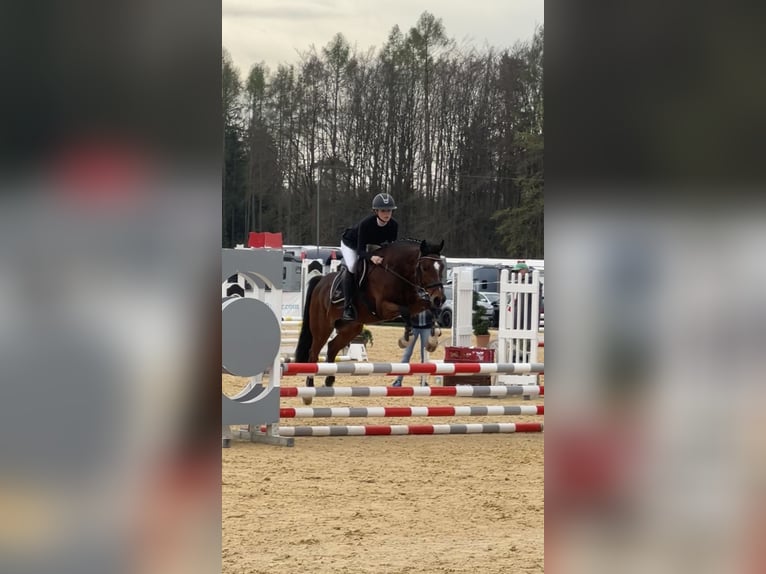 Más ponis/caballos pequeños Caballo castrado 7 años 148 cm Castaño in Burgkirchen an der Alz