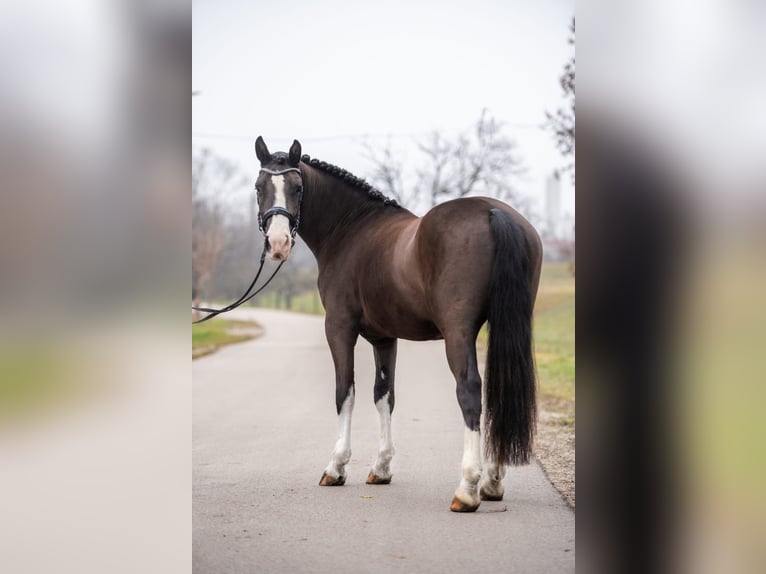 Más ponis/caballos pequeños Mestizo Caballo castrado 7 años 148 cm Negro in Matzersdorf