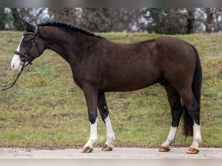 Más ponis/caballos pequeños Mestizo Caballo castrado 7 años 148 cm Negro in Matzersdorf