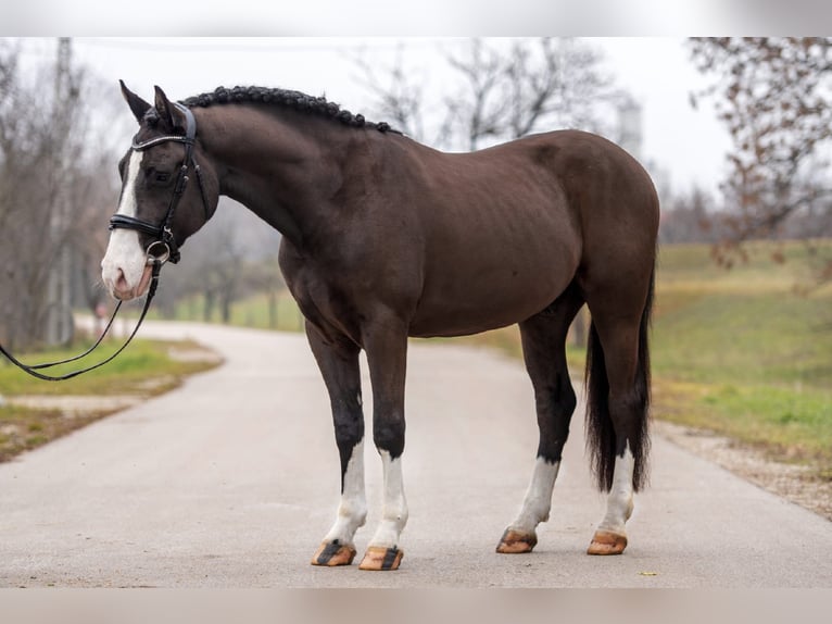 Más ponis/caballos pequeños Mestizo Caballo castrado 7 años 148 cm Negro in Matzersdorf