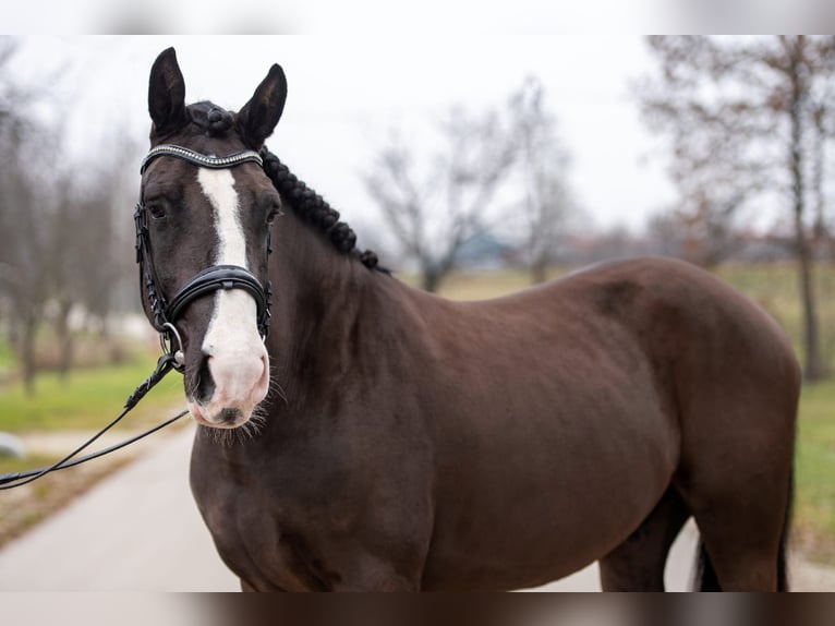 Más ponis/caballos pequeños Mestizo Caballo castrado 7 años 148 cm Negro in Matzersdorf