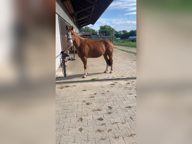 Más ponis/caballos pequeños Caballo castrado 7 años 149 cm Alazán in Unterensingen