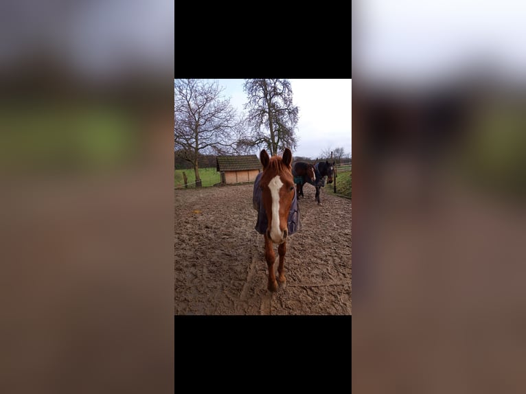 Más ponis/caballos pequeños Caballo castrado 7 años 153 cm Alazán in Sperenberg