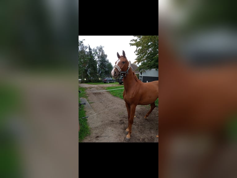 Más ponis/caballos pequeños Caballo castrado 7 años 153 cm Alazán in Sperenberg