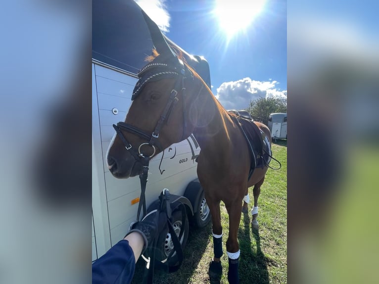 Más ponis/caballos pequeños Caballo castrado 7 años 153 cm Alazán in Sperenberg