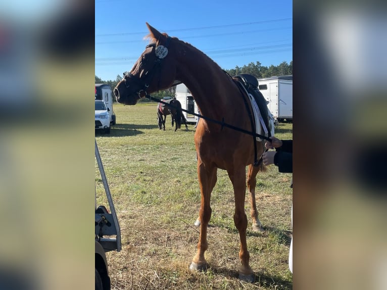 Más ponis/caballos pequeños Caballo castrado 7 años 153 cm Alazán in Sperenberg