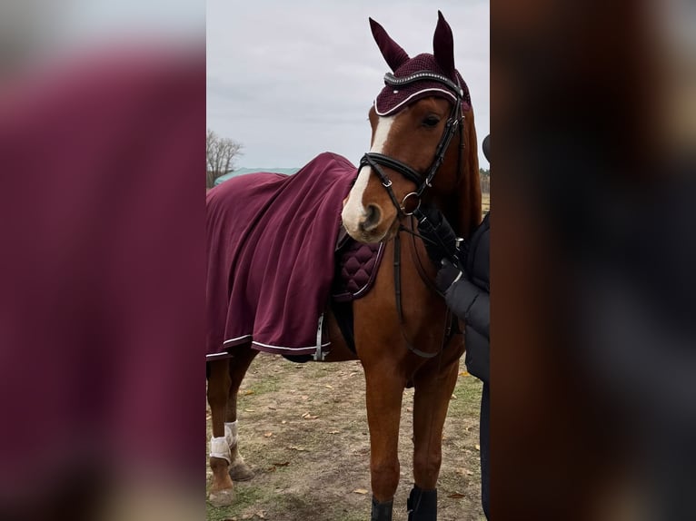 Más ponis/caballos pequeños Caballo castrado 7 años 153 cm Alazán in Sperenberg