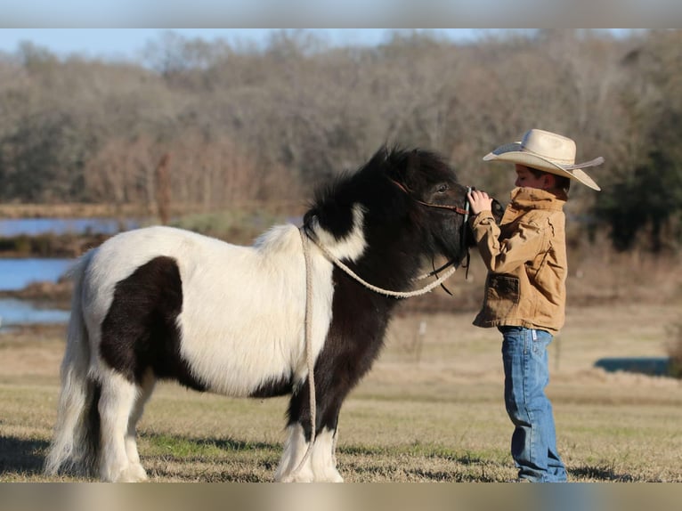 Más ponis/caballos pequeños Caballo castrado 7 años 86 cm in Carthage, TX