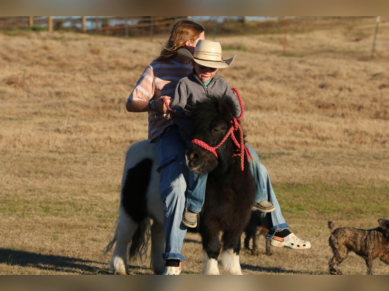 Más ponis/caballos pequeños Caballo castrado 7 años 86 cm in Carthage, TX