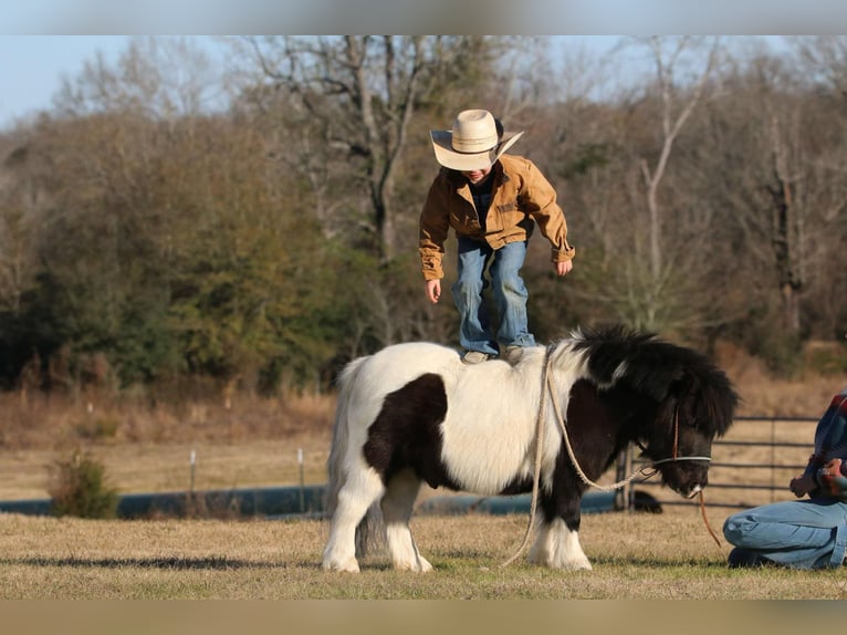 Más ponis/caballos pequeños Caballo castrado 7 años 86 cm in Carthage, TX