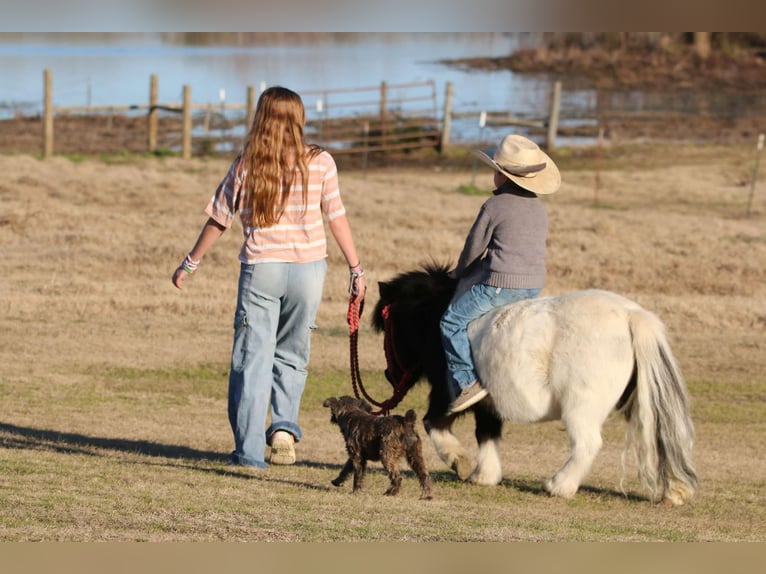 Más ponis/caballos pequeños Caballo castrado 7 años 86 cm in Carthage, TX