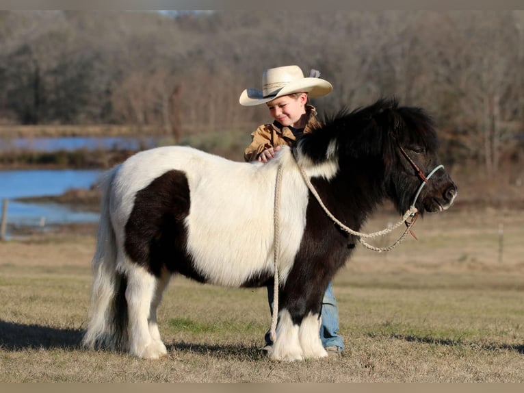 Más ponis/caballos pequeños Caballo castrado 7 años 86 cm in Carthage, TX