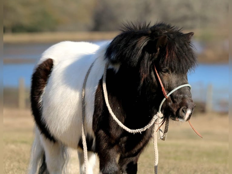 Más ponis/caballos pequeños Caballo castrado 7 años 86 cm in Carthage, TX