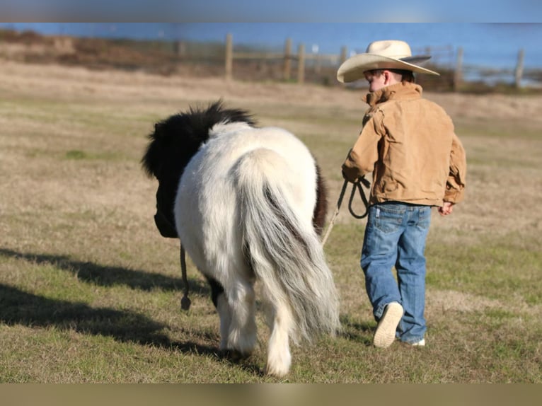 Más ponis/caballos pequeños Caballo castrado 7 años 86 cm in Carthage, TX