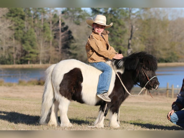 Más ponis/caballos pequeños Caballo castrado 7 años 86 cm in Carthage, TX