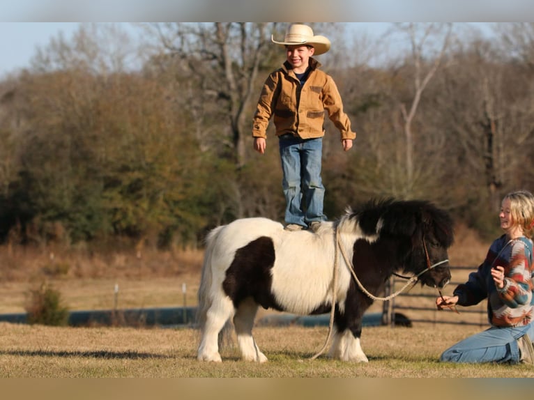 Más ponis/caballos pequeños Caballo castrado 7 años 86 cm in Carthage, TX