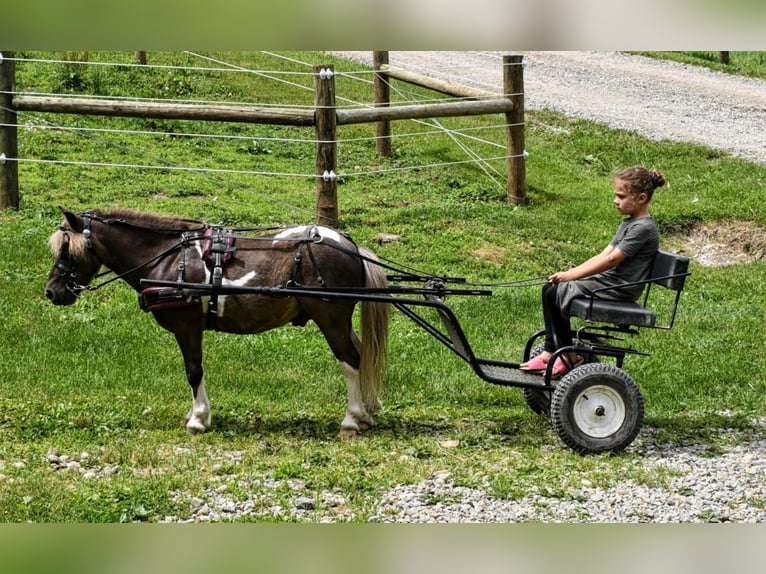 Más ponis/caballos pequeños Caballo castrado 7 años 89 cm in Strasburg, OH