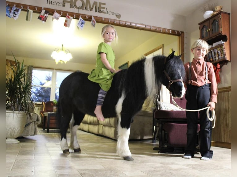 Más ponis/caballos pequeños Caballo castrado 7 años 91 cm in Reversburg, PA