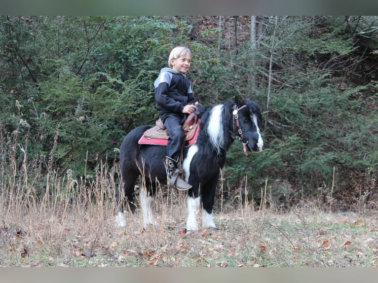 Más ponis/caballos pequeños Caballo castrado 7 años 91 cm in Reversburg, PA