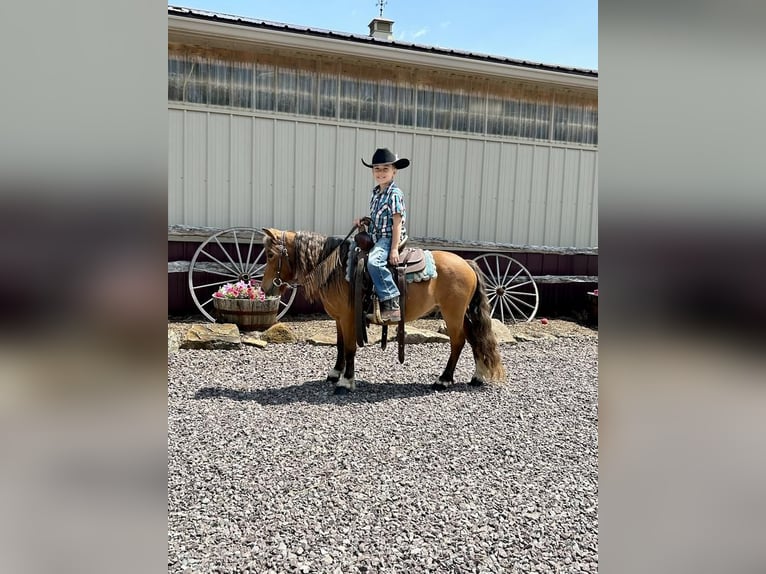 Más ponis/caballos pequeños Caballo castrado 7 años 97 cm Alazán rojizo in Somerset, PA