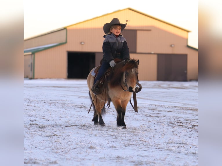 Más ponis/caballos pequeños Caballo castrado 7 años 97 cm Buckskin/Bayo in Nevis, MN