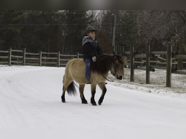 Más ponis/caballos pequeños Caballo castrado 7 años 97 cm Buckskin/Bayo in Nevis, MN