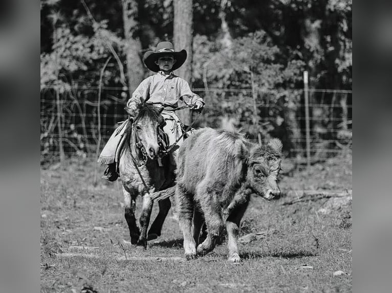 Más ponis/caballos pequeños Caballo castrado 7 años 97 cm Buckskin/Bayo in Lyles