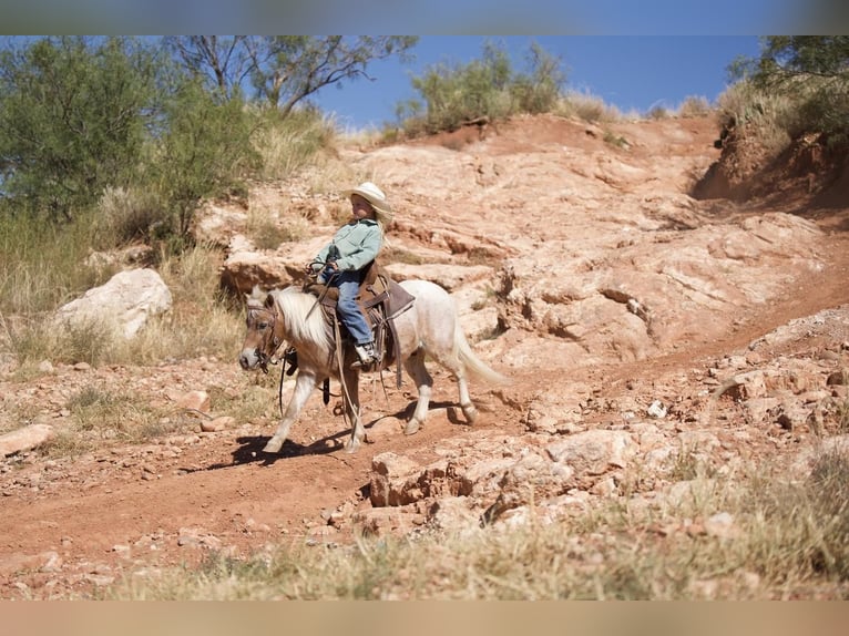 Más ponis/caballos pequeños Caballo castrado 7 años 97 cm Ruano alazán in Canyon