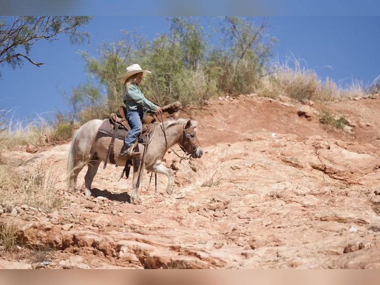 Más ponis/caballos pequeños Caballo castrado 7 años 97 cm Ruano alazán in Canyon