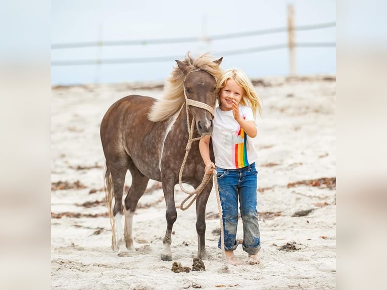 Más ponis/caballos pequeños Caballo castrado 7 años in Joshua, TX