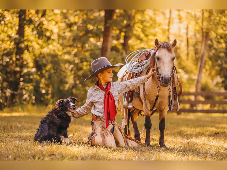 Más ponis/caballos pequeños Caballo castrado 8 años 102 cm Buckskin/Bayo in Lyles, TN