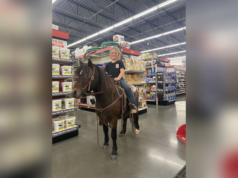 Más ponis/caballos pequeños Caballo castrado 8 años 102 cm Castaño rojizo in Henderson, KY