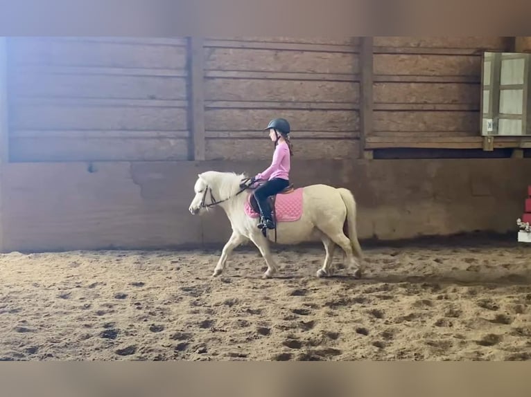 Más ponis/caballos pequeños Caballo castrado 8 años 102 cm Palomino in Highland MI