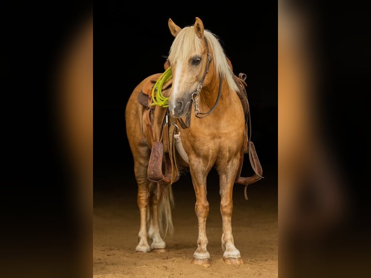 Más ponis/caballos pequeños Caballo castrado 8 años 107 cm Palomino in Decorah IA