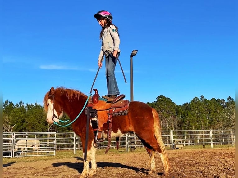 Más ponis/caballos pequeños Caballo castrado 8 años 112 cm in Millen, GA