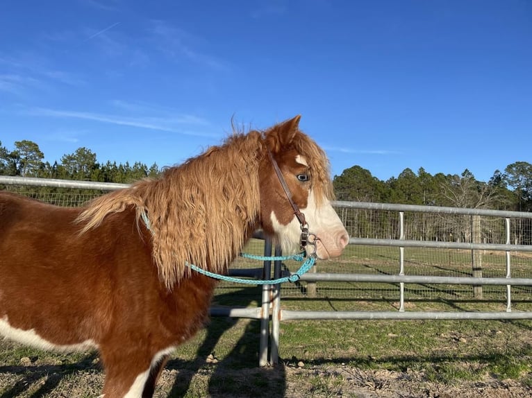 Más ponis/caballos pequeños Caballo castrado 8 años 112 cm in Millen, GA