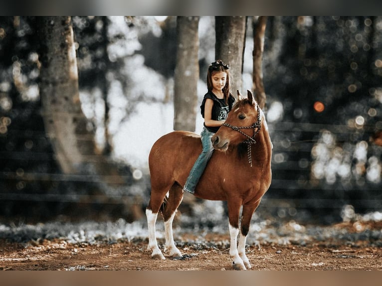 Más ponis/caballos pequeños Caballo castrado 8 años 114 cm in Needmore, PA