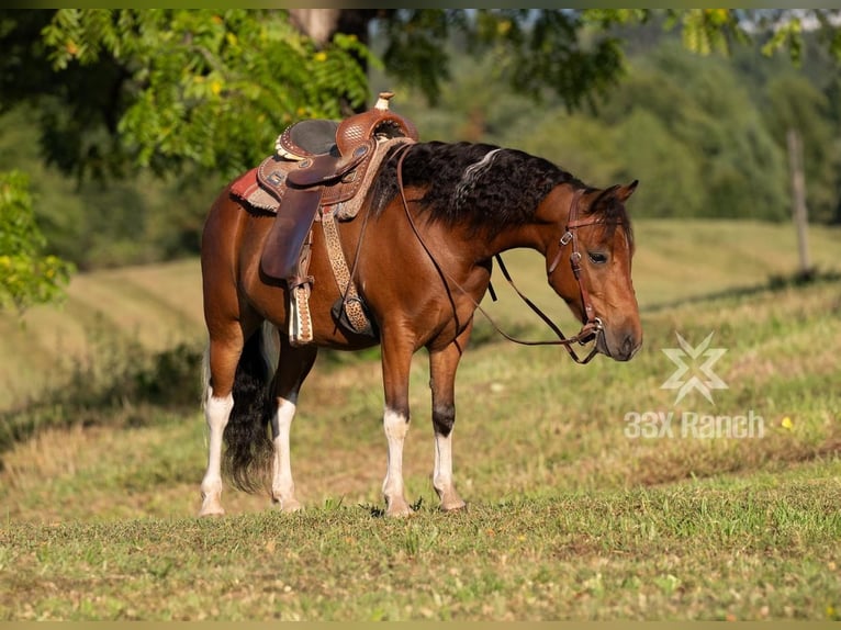 Más ponis/caballos pequeños Caballo castrado 8 años 114 cm in Needmore, PA