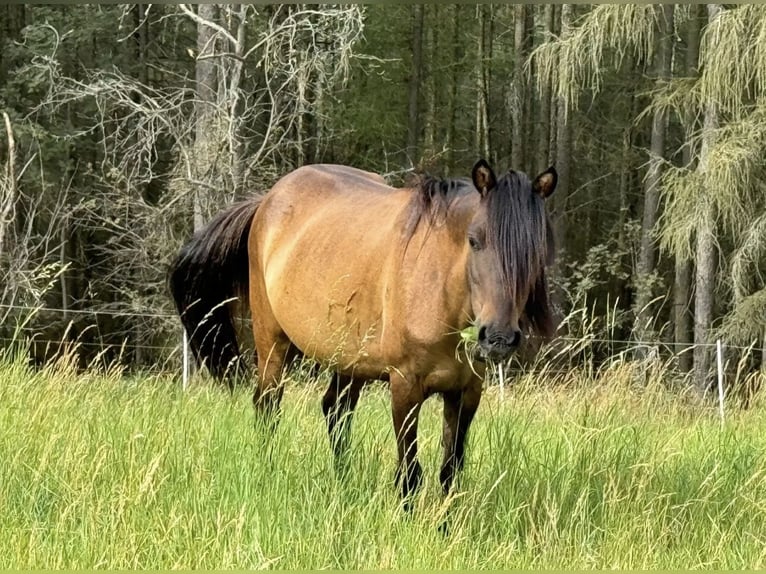 Más ponis/caballos pequeños Caballo castrado 8 años 120 cm Castaño in Wurzbach