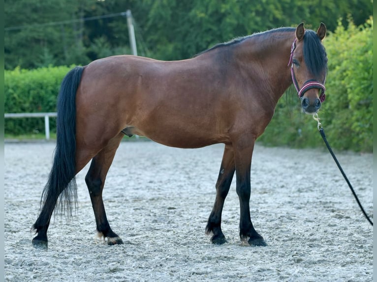 Más ponis/caballos pequeños Caballo castrado 8 años 120 cm Castaño in Neustadt (Wied)