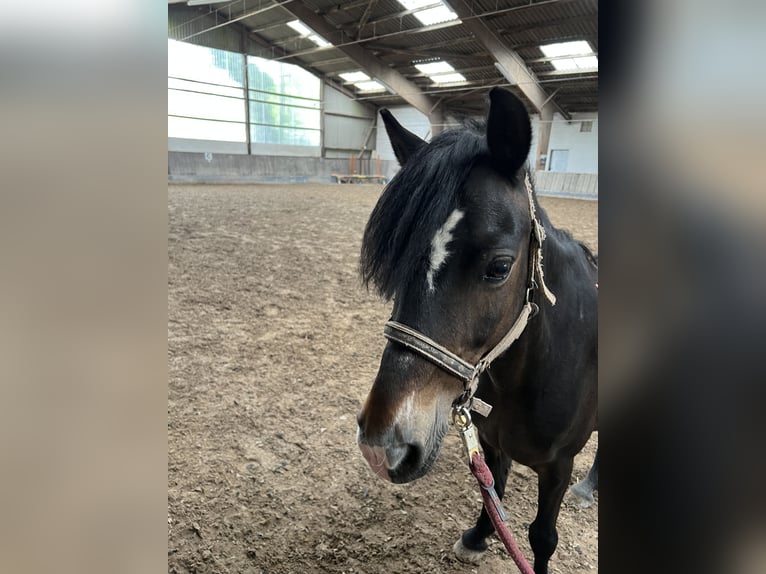 Más ponis/caballos pequeños Caballo castrado 8 años 123 cm Castaño in Neustadt an der Weinstraße