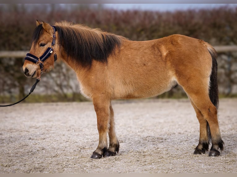 Más ponis/caballos pequeños Caballo castrado 8 años 128 cm Bayo in Neustadt (Wied)